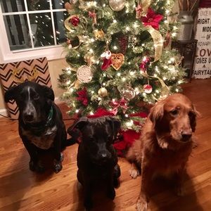 Meet your Posher, Elise